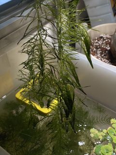 (Category: ) located in . Submitted by shrimpnerds (Listing ID 1447749815, Image 1). Description: .