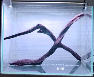(Category: ) located in . Submitted by kk-aquatics (Listing ID 1447801321, Image 1). Description: .