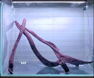 (Category: ) located in . Submitted by kk-aquatics (Listing ID 1447803452, Image 1). Description: .