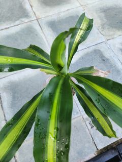 (Category: ) located in . Submitted by snaked53 (Listing ID 1447682839, Image 1). Description: .