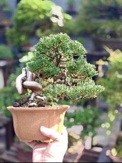(Category: ) located in . Submitted by jia_bonsai_singapore (Listing ID 1447771258, Image 1). Description: .