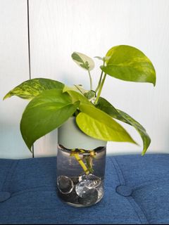 (Category: ) located in . Submitted by sunnyplants (Listing ID 1447739472, Image 1). Description: .