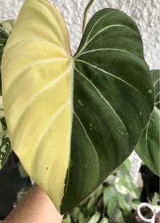 (Category: ) located in . Submitted by PlantsRanger (Listing ID 1447828874, Image 1). Description: .