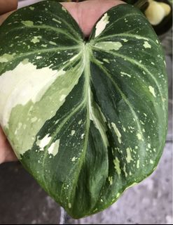 (Category: ) located in . Submitted by PlantsRanger (Listing ID 1447829730, Image 1). Description: .