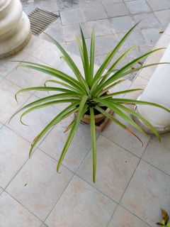 (Category: ) located in . Submitted by happylucky8888888 (Listing ID 1447691795, Image 1). Description: .