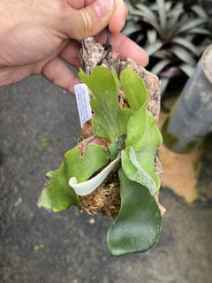 (Category: ) located in . Submitted by sghaworthiahabitat (Listing ID 1447693309, Image 1). Description: .