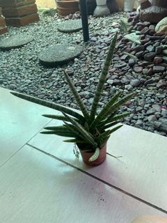 (Category: ) located in . Submitted by sherree1281 (Listing ID 1447743115, Image 1). Description: .