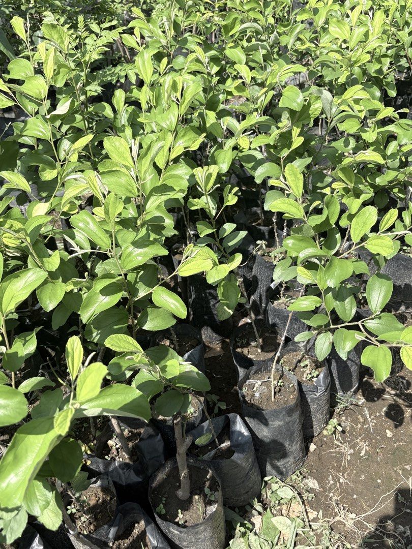 Thailand Jujube Plant (Category: Plants & Seeds) located in Calamba. Submitted by qualityfruittrees25 (Listing ID 1447766830, Image 1). Description: We habve different sizes of the plant..fruiting plant depends upon availability.