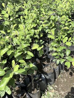 (Category: ) located in . Submitted by qualityfruittrees25 (Listing ID 1447766830, Image 1). Description: .