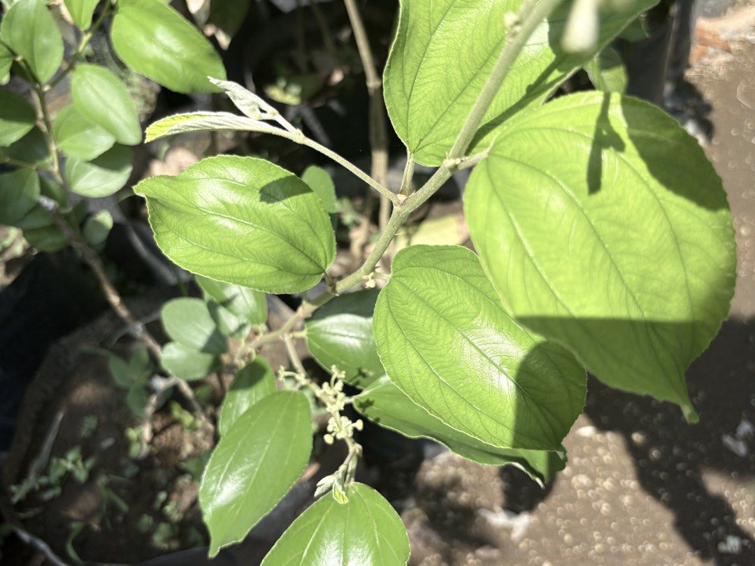 Thailand Jujube Plant (Category: Plants & Seeds) located in Calamba. Submitted by qualityfruittrees25 (Listing ID 1447766830, Image 2). Description: We habve different sizes of the plant..fruiting plant depends upon availability.