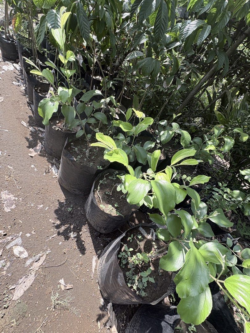 Thailand Jujube Plant (Category: Plants & Seeds) located in Calamba. Submitted by qualityfruittrees25 (Listing ID 1447766830, Image 3). Description: We habve different sizes of the plant..fruiting plant depends upon availability.