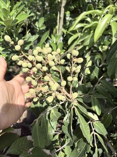 (Category: ) located in . Submitted by qualityfruittrees25 (Listing ID 1447766451, Image 1). Description: .