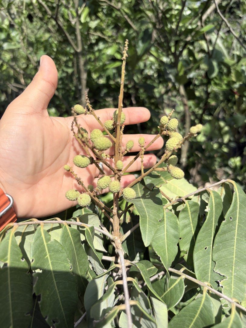 Thailand Longan Plant (Category: Plants & Seeds) located in Calamba. Submitted by qualityfruittrees25 (Listing ID 1447766451, Image 2). Description: Plants are seasonally available..until supplies last.