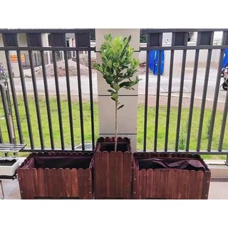 (Category: ) located in . Submitted by steadymart_sg (Listing ID 1447877568, Image 1). Description: .