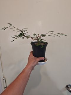 （分類：）位於 。 由 yusuke1120 提交（商品編號 1412131969，圖片 1）。簡介： 。