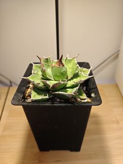 （分類：）位於 。 由 plantplayer 提交（商品編號 1447994430，圖片 1）。簡介： 。