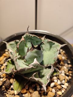 （分類：）位於 。 由 plantplayer 提交（商品編號 1448029574，圖片 1）。簡介： 。