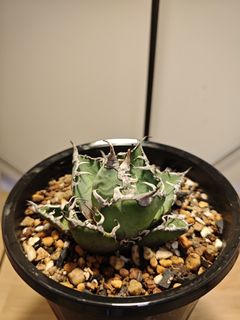 （分類：）位於 。 由 plantplayer 提交（商品編號 1448030887，圖片 1）。簡介： 。