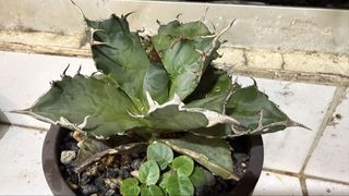 （分類：）位於 。 由 tropical.boxx 提交（商品編號 1448013309，圖片 1）。簡介： 。
