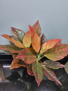 (Category: ) located in . Submitted by hmflowers (Listing ID 1448021143, Image 1). Description: .