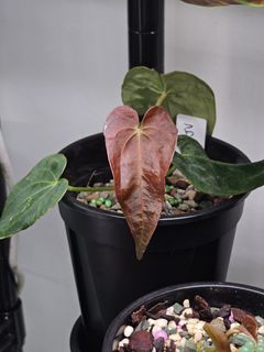 (Category: ) located in . Submitted by jungrow (Listing ID 1432674721, Image 1). Description: .