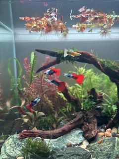 (Category: ) located in . Submitted by mdfrsh (Listing ID 1447936046, Image 1). Description: .