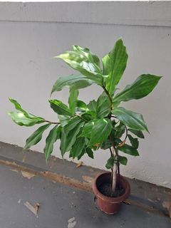 (Category: ) located in . Submitted by plantsforsales (Listing ID 1447893093, Image 1). Description: .