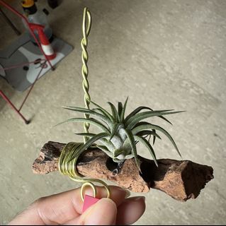 (Category: ) located in . Submitted by fongstreasure (Listing ID 1447888376, Image 1). Description: .