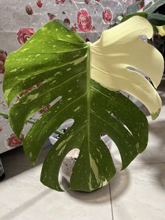 (Category: ) located in . Submitted by thai_amulets_thai (Listing ID 1447981213, Image 1). Description: .