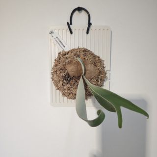 (Category: ) located in . Submitted by d.botanics (Listing ID 1447920043, Image 1). Description: .