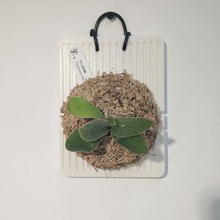 (Category: ) located in . Submitted by d.botanics (Listing ID 1447917936, Image 1). Description: .