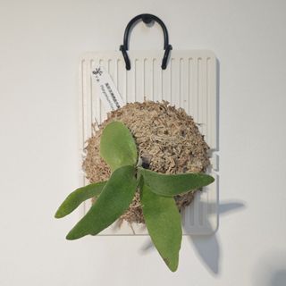(Category: ) located in . Submitted by d.botanics (Listing ID 1447919272, Image 1). Description: .