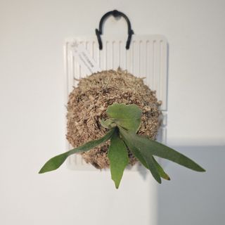 (Category: ) located in . Submitted by d.botanics (Listing ID 1447920734, Image 1). Description: .