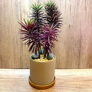 (Category: ) located in . Submitted by lushglassdoor (Listing ID 1447887905, Image 1). Description: .