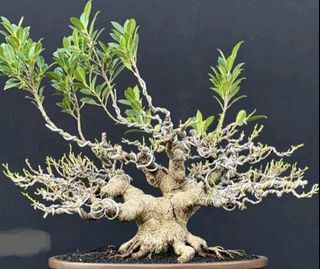 (Category: ) located in . Submitted by tropical_bonsai_tree (Listing ID 1442044100, Image 1). Description: .