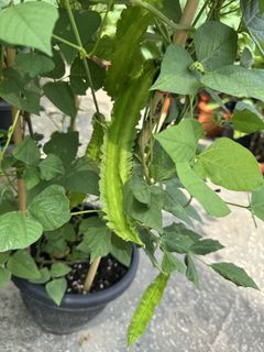 (Category: ) located in . Submitted by gardenfunfarm (Listing ID 1447638322, Image 1). Description: .