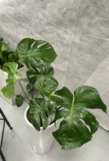 (Category: ) located in . Submitted by clearancecheapplants (Listing ID 1448099916, Image 1). Description: .