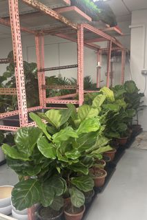 (Category: ) located in . Submitted by clearancecheapplants (Listing ID 1448167882, Image 1). Description: .