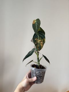 （分類：）位於 。 由 greenplantsstar 提交（商品編號 1448136734，圖片 1）。簡介： 。