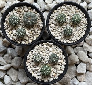 (Category: ) located in . Submitted by aster_garden (Listing ID 1447802280, Image 1). Description: .