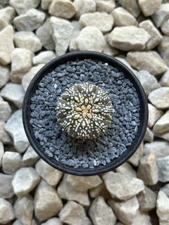 (Category: ) located in . Submitted by aster_garden (Listing ID 1446893079, Image 1). Description: .