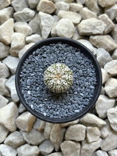(Category: ) located in . Submitted by aster_garden (Listing ID 1446892403, Image 1). Description: .