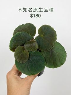 （分類：）位於 。 由 greennook 提交（商品編號 1448087020，圖片 1）。簡介： 。