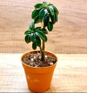 (Category: ) located in . Submitted by lushglassdoor (Listing ID 1448097723, Image 1). Description: .