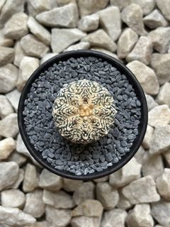 (Category: ) located in . Submitted by aster_garden (Listing ID 1446873459, Image 1). Description: .
