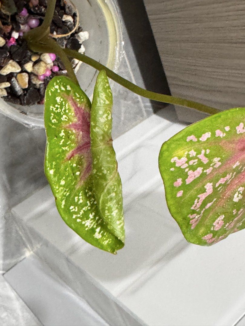 Caladium (Category: Plants & Seeds) located in Singapore. Submitted by happyclips (Listing ID 1440727708, Image 2). Description: 👉🏻Caladium Pink Beauty with new leaf 👉🏻Healthy roots 👉🏻photo update on 7 July 2026 👉🏻when it’s matured, will have bigger leaves and the pink is stunning! Look Like the 3rd photo of mummy plant . 👉🏻Self collect at Hougang Ave 7.