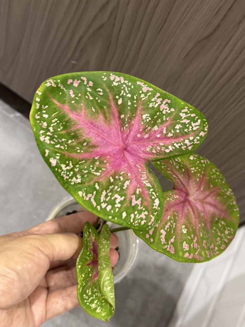 Caladium (Category: Plants & Seeds) located in Singapore. Submitted by happyclips (Listing ID 1440727708, Image 1). Description: 👉🏻Caladium Pink Beauty with new leaf 👉🏻Healthy roots 👉🏻photo update on 7 July 2026 👉🏻when it’s matured, will have bigger leaves and the pink is stunning! Look Like the 3rd photo of mummy plant . 👉🏻Self collect at Hougang Ave 7.
