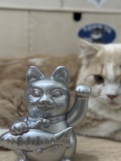 由 huhhhh_ (刊登 ID 1447978279，圖片 1) 提交，位於 的 (類別：)，說明：。