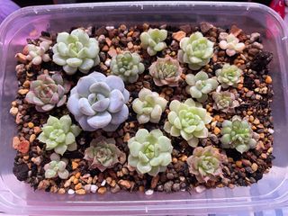 (Category: ) located in . Submitted by qq_garden (Listing ID 1448229671, Image 1). Description: .