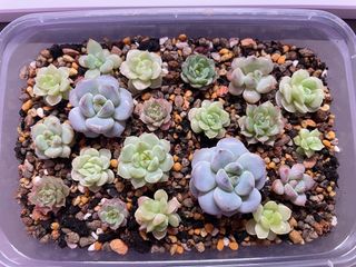 (Category: ) located in . Submitted by qq_garden (Listing ID 1448230878, Image 1). Description: .